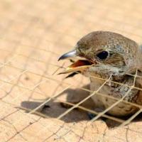 Как выселить птиц из-под крыши Размеры и окраска домиков для птиц